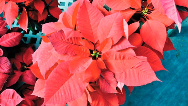 Red poinsettias are one of the most recognizable symbols of the Christmas holiday.