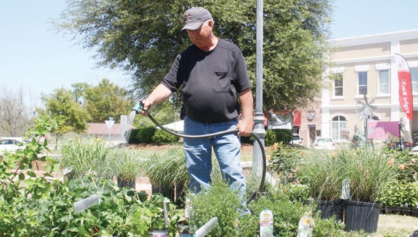 Wendell Dyess keeps plants watered Thursday on the square. 