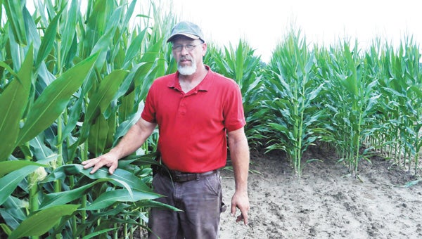 Corn farmer Steve Godwin stands in rows of corn on Friday. | Andrew Garner/Star-News