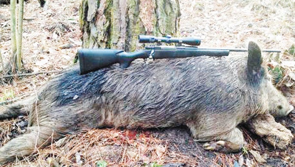 A local feral hog expert said most now live in the northern portion of the county. | Courtesy photo