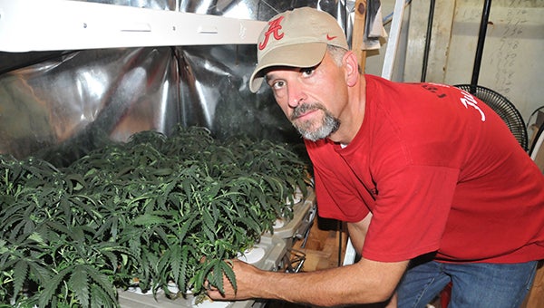DTF Agent Greg Jackson shows marijuana plants that were growing in the underground operation Tuesday afternoon. | Andrew Garner/Star-News