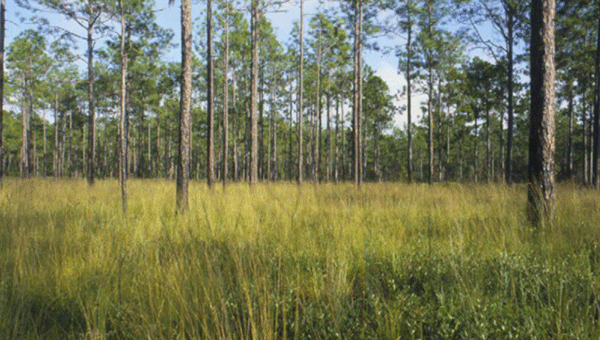 Natural Resources Conservation Service allocated $10.6 million to help restore the longleaf pine. 